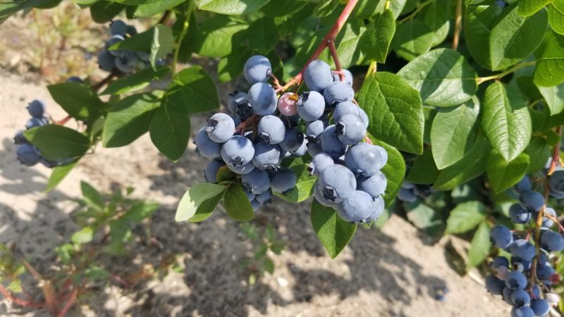 Beard's Blueberry Picking in Dorr MI
