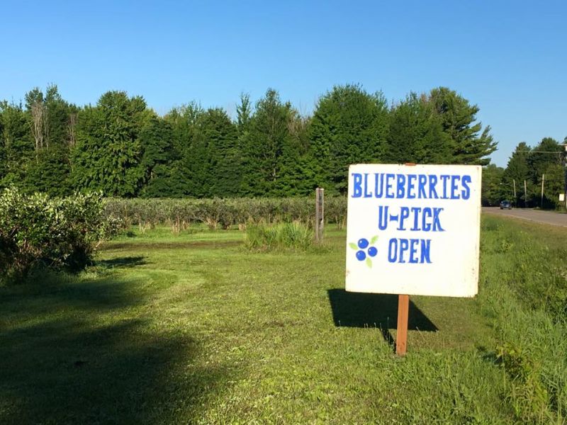 Bisacky Blueberry Farm