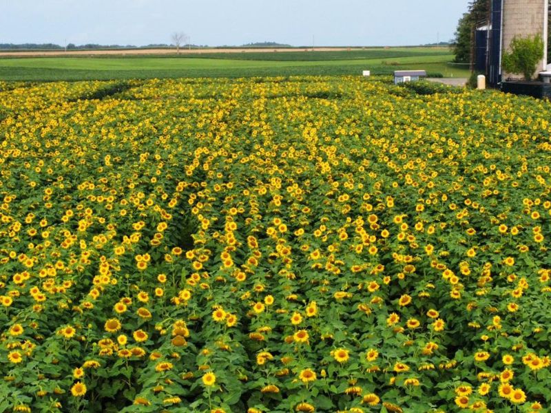 Degan Farms Montague Sunflower Field