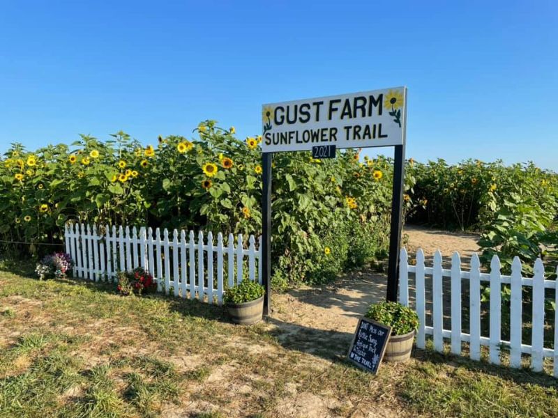 Gust Sunflower Trail
