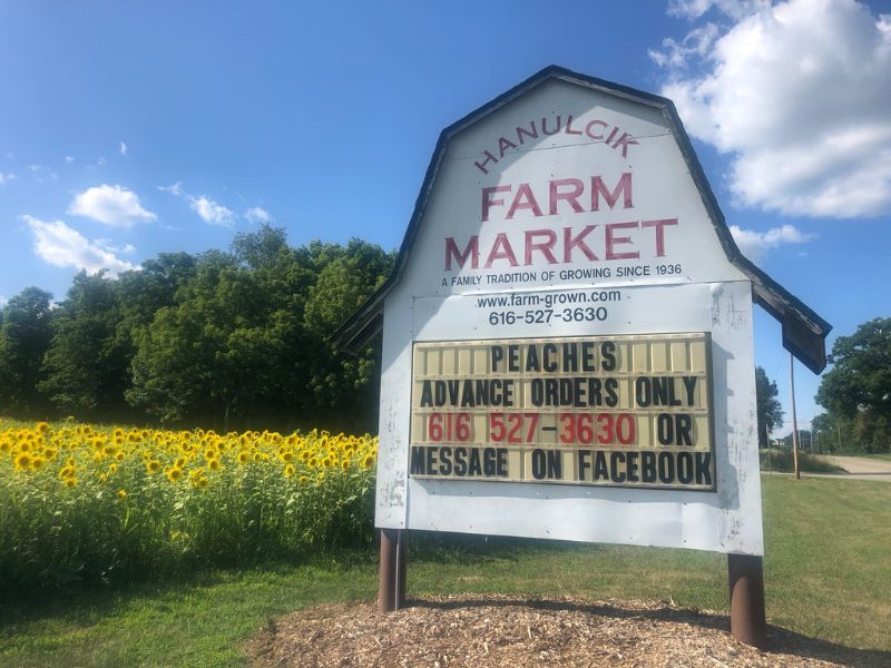 Halnulcik Farm Market Sunflower fields in Michigan