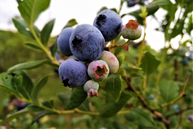 Heritage Blueberries