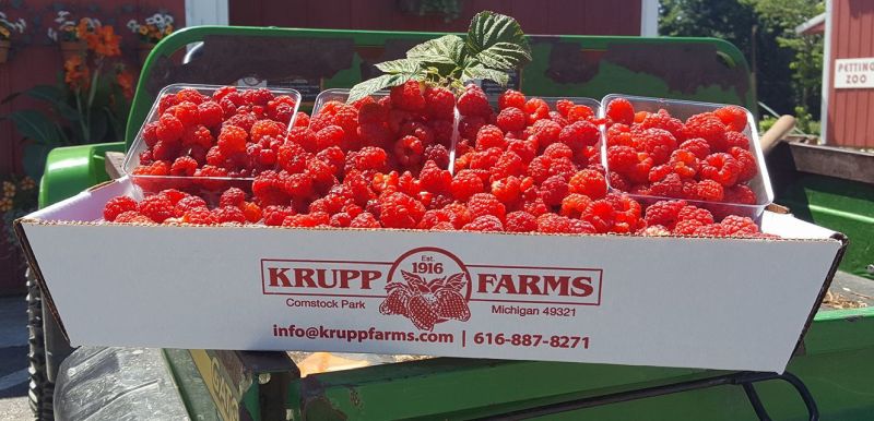 Box of raspberry picking at Krupp Farms. 