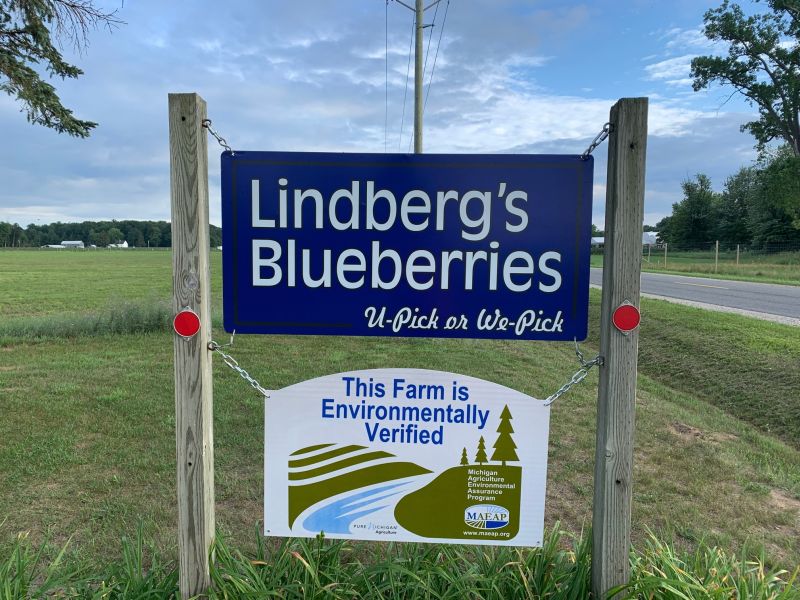 Lindbergs Blueberries