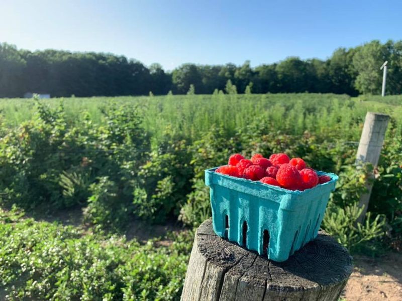 Harvest of raspberry picking at North Ridge Berries in Kent City. 