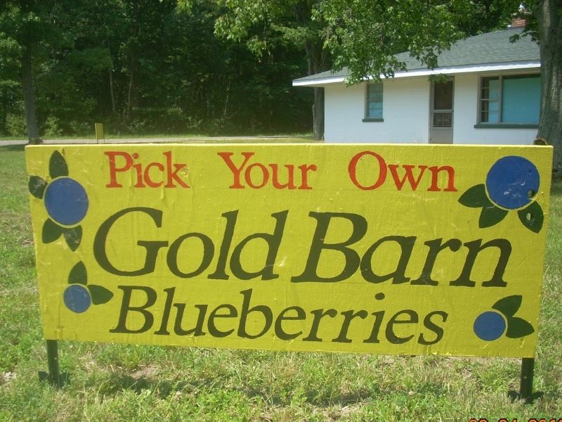 Pick your own Blueberries Gold barn Blueberries Holland MI