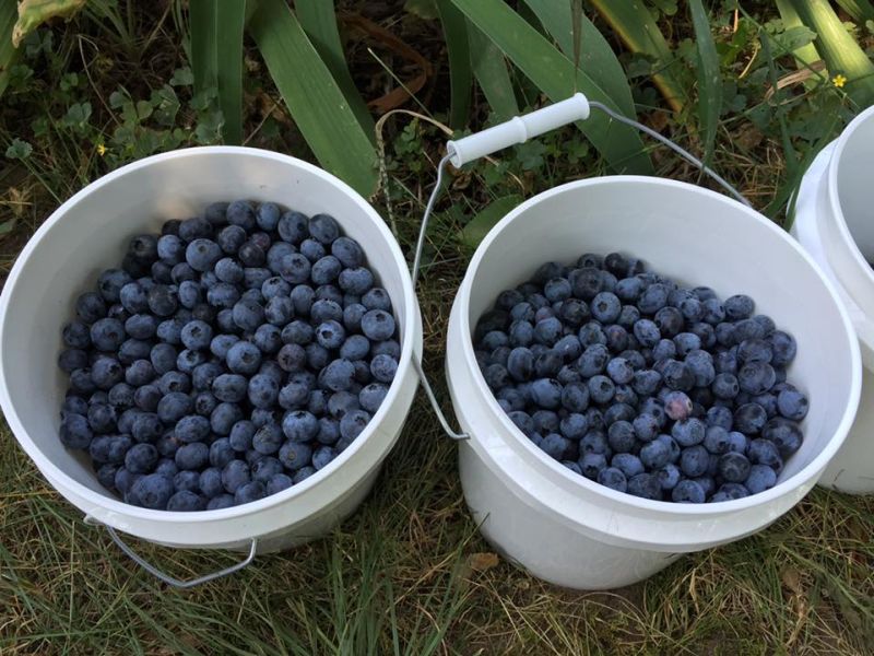 Pleasant Hill Farm u pick blueberries