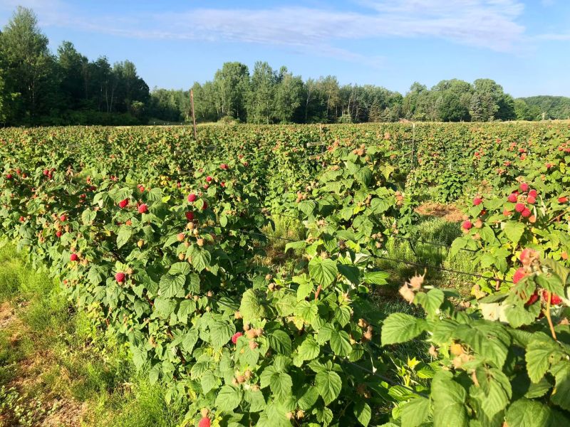 Fields ready for raspberry picking at Riverbend Farms in South Haven, MI.