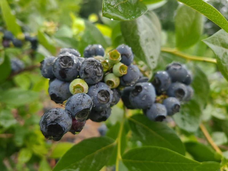 Sandy Bottom Berries u pick blueberries