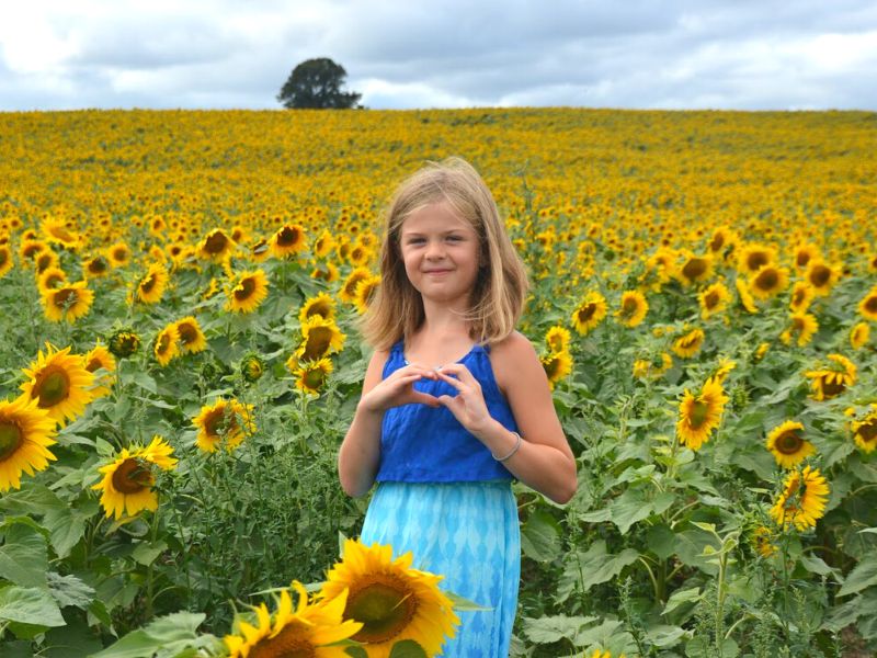 Sunflower fields in Michigan (3)