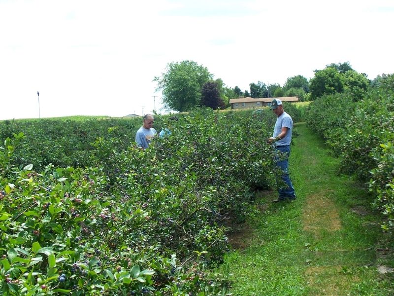 U Pick Blueberries DK Orchards Conklin MI
