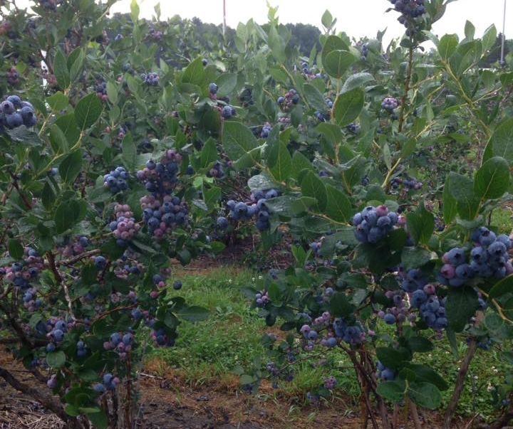 VenRoy Blueberries u pick blueberries