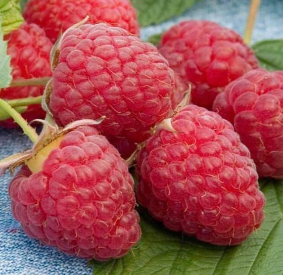 Best Spots to Pick Raspberries in West Michigan 9 Raspberry Picking Farms that Will Fill Your