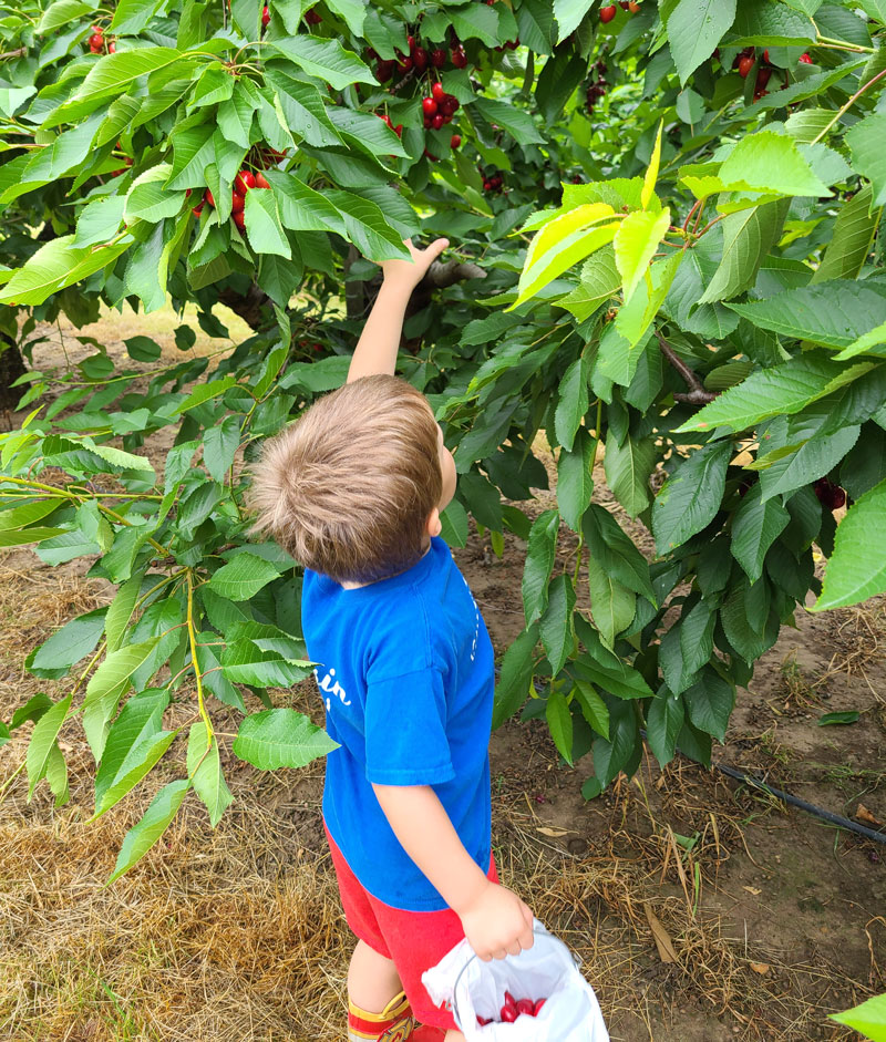 boy cherry picking at Wells Orchards.