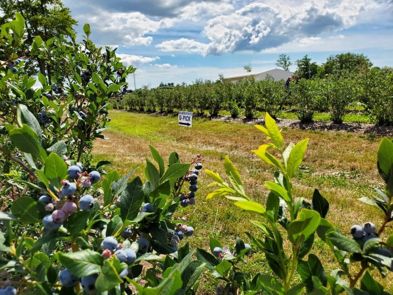 Woodland Enterprises Berry Farms u pick blueberries