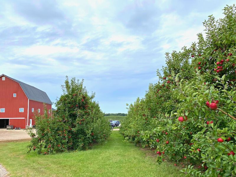 Apple Picking Steffens Orchard Market