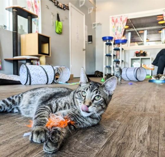 The 10 Most Inviting Spots to Curl up with a Book around Grand Rapids