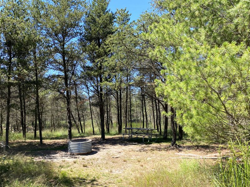 Jack pine Campground Ludington State Park