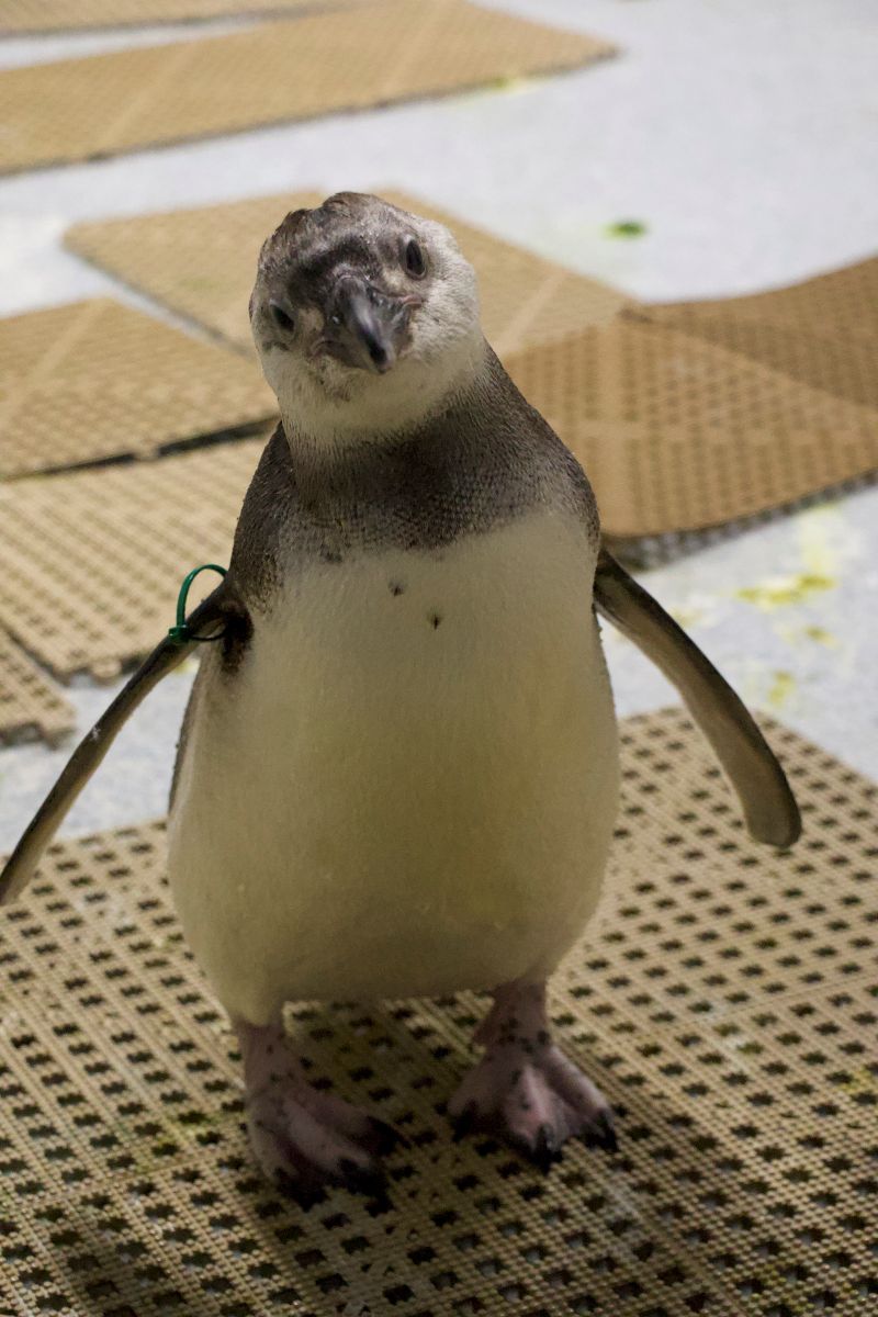 John Ball Zoo Phil the Penguin client submitted