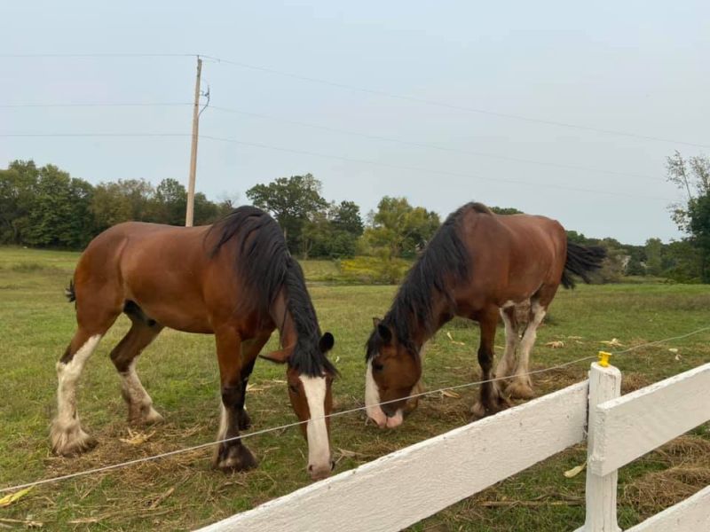Olin Farms Clydesdales grazing
