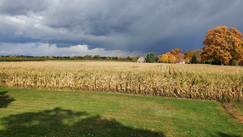 Wells Orchard corn maze