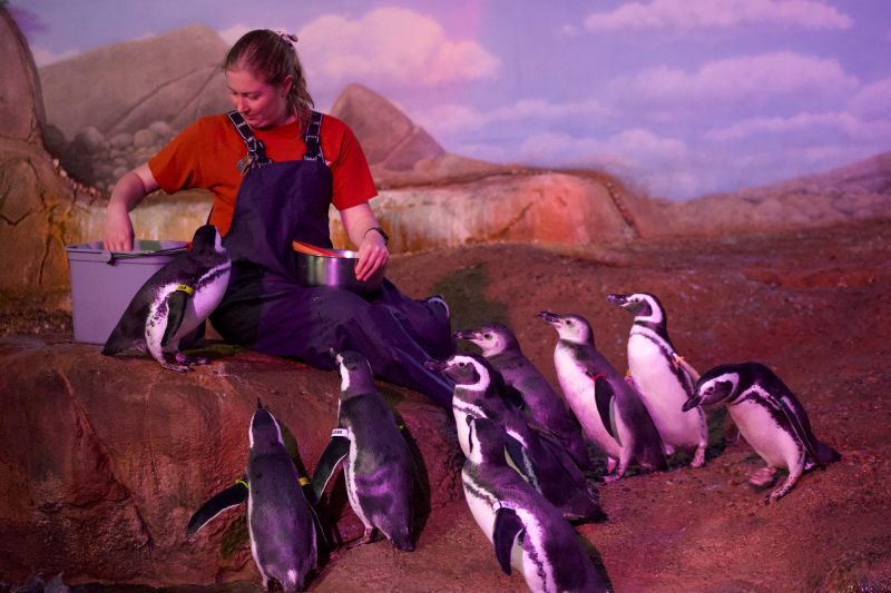 john ball zoo penguins - fb
