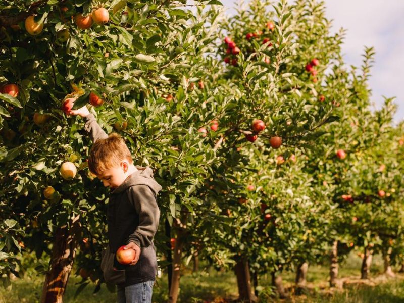 Crane Orchard boy picking apples