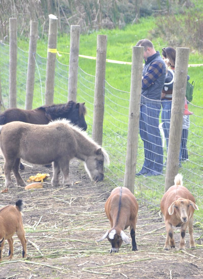 Ed Dunneback farms petting zoo