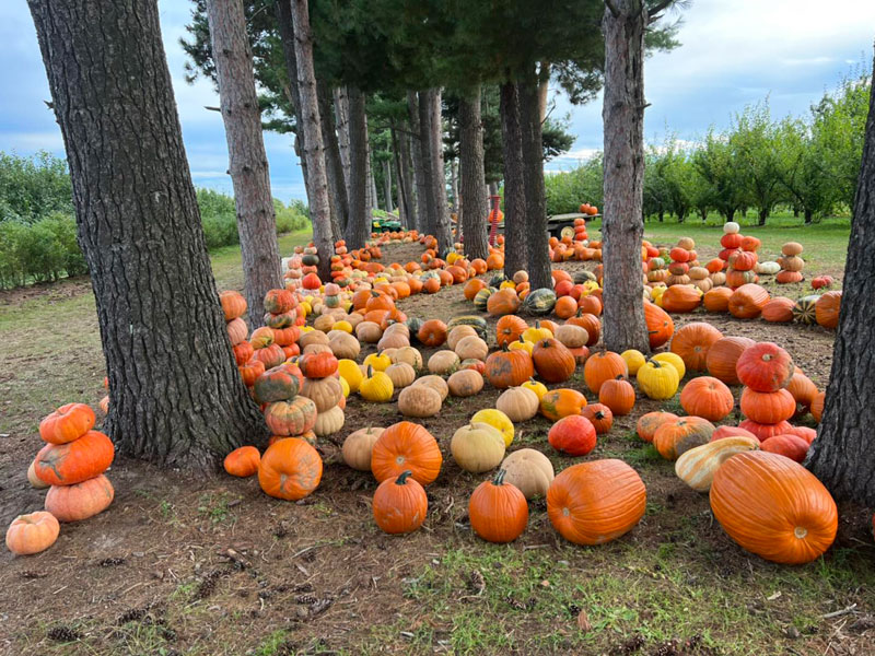 colorful pumpkin patch at Grange Ave Farms