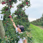 Apple Picking Places: 15+ Favorite Apple Orchards in West Michigan