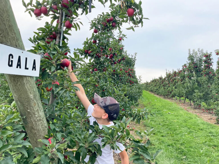 Apple Picking Places 15+ Favorite Apple Orchards in West Michigan