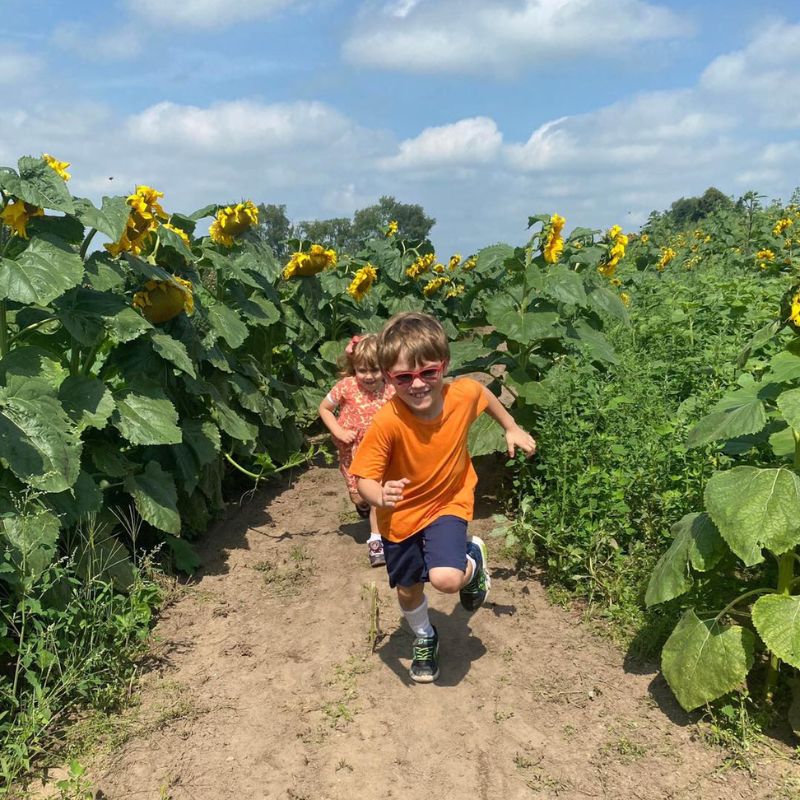 Rasch Sunflower Maze