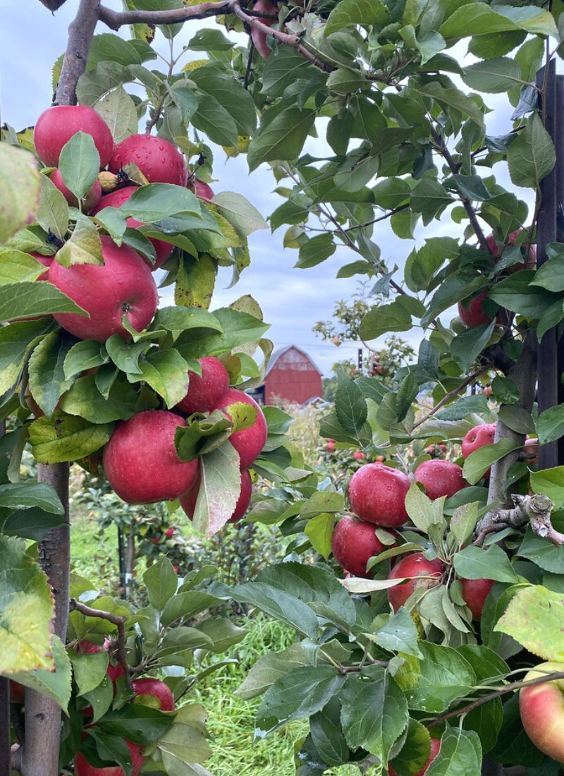 apple picking blok apple orchards 