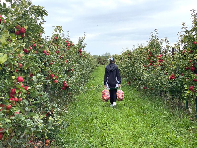 apple picking blok apple orchards 