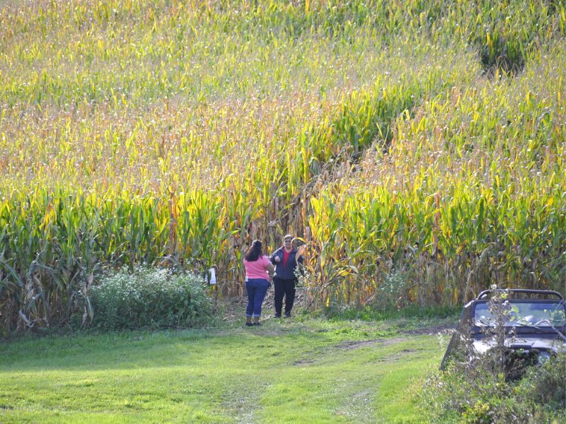 olin farm corn maze