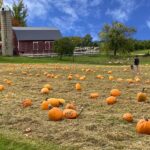 Best Pumpkin Patches: 28 West MI Pumpkin Picking Farms to Visit this Fall