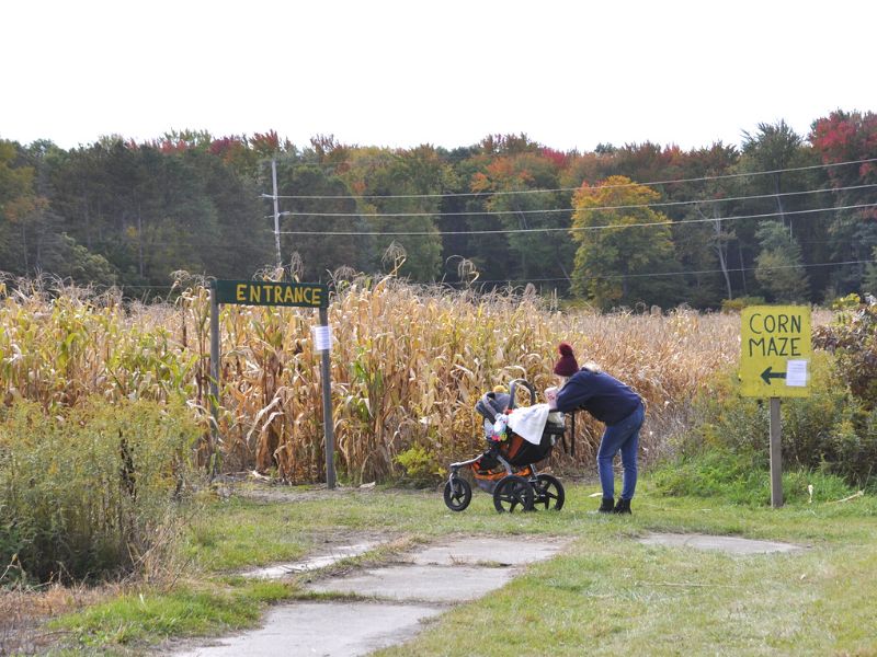 Bethke Farms Corn Maze