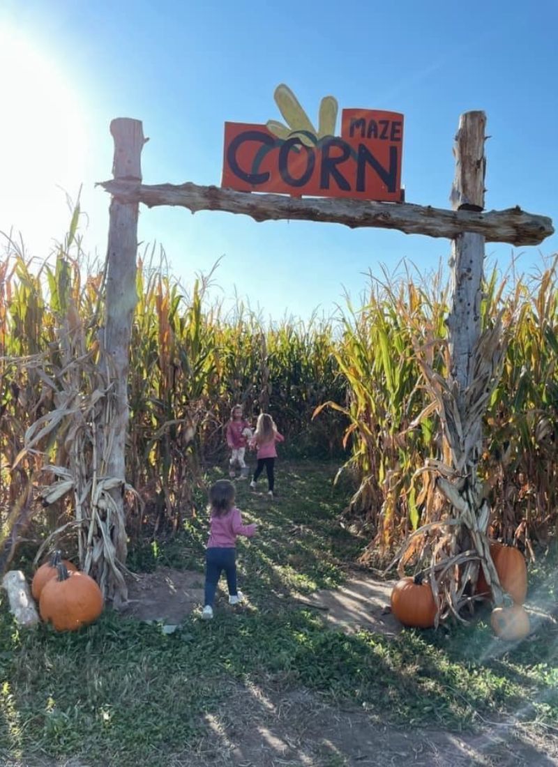 olin-farm-corn-maze-lowell-michigan