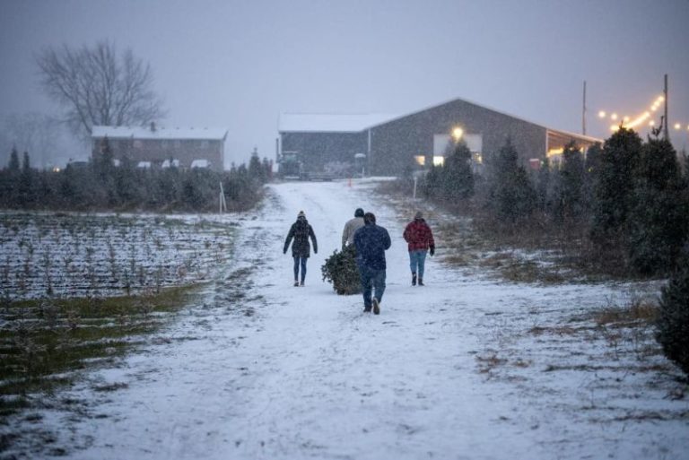 West Michigan Christmas Tree Farms: 20+ Places to Cut Your Own ...