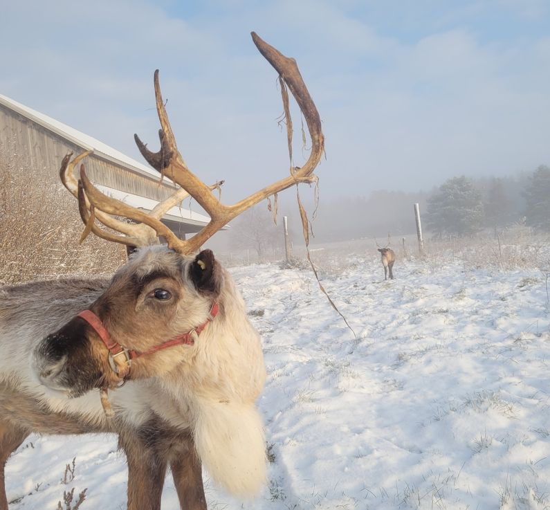 randpa Tinys Farm reindeer in snow frankenmuth
