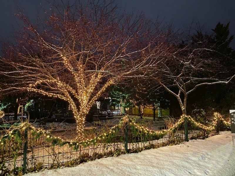 Meijer Gardens Outdoors at Christmas