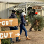 West Michigan Christmas Tree Farms: 20+ Places to Cut Your Own Christmas Tree in 2025