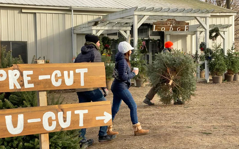 Cut Your Own Christmas Tree Farm - Old Grove Michigan