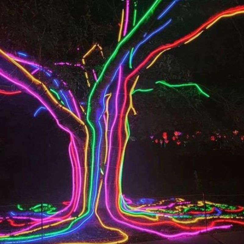 Rainbow-Tree-World-of-Winter