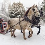 13 Nostalgic Horse Drawn Sleigh Rides & Carriage Rides in Michigan