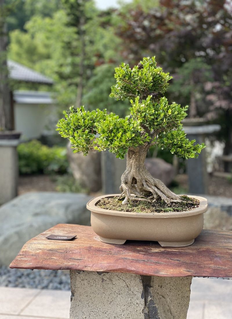 Frederik Meijer Gardens bonsai Japanese Garden  