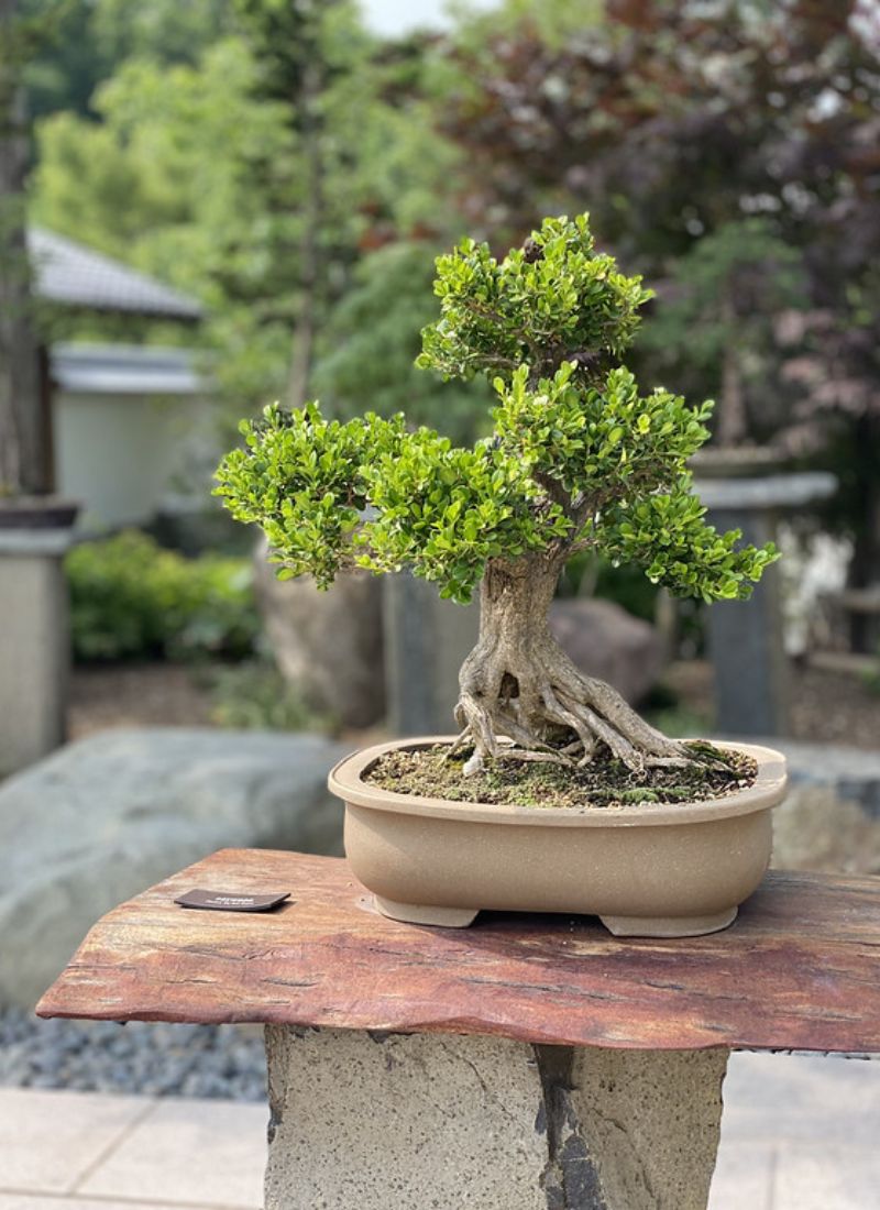 Meijer gardens bonsai garden