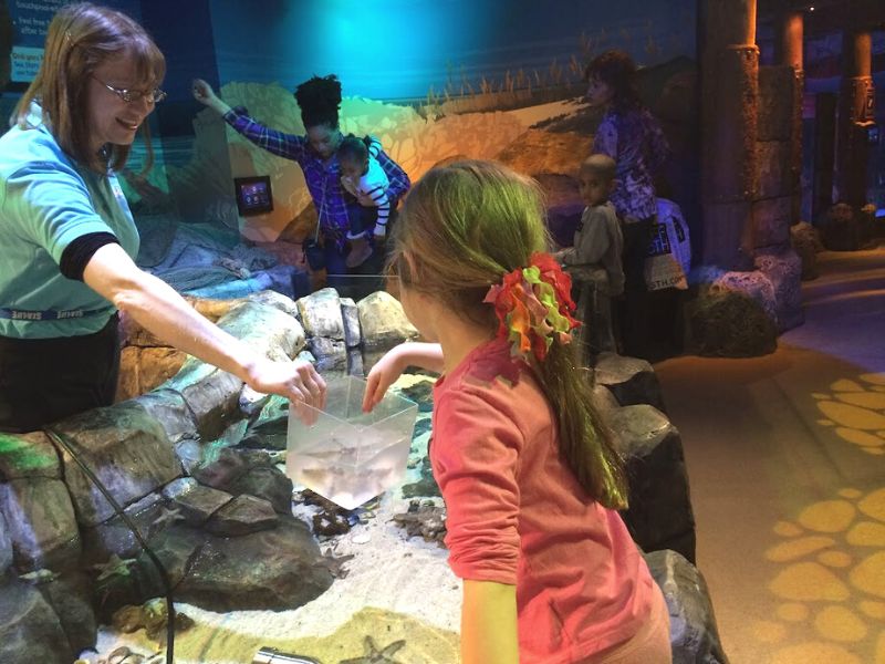 Sea Life Michigan Aquarium touch tank