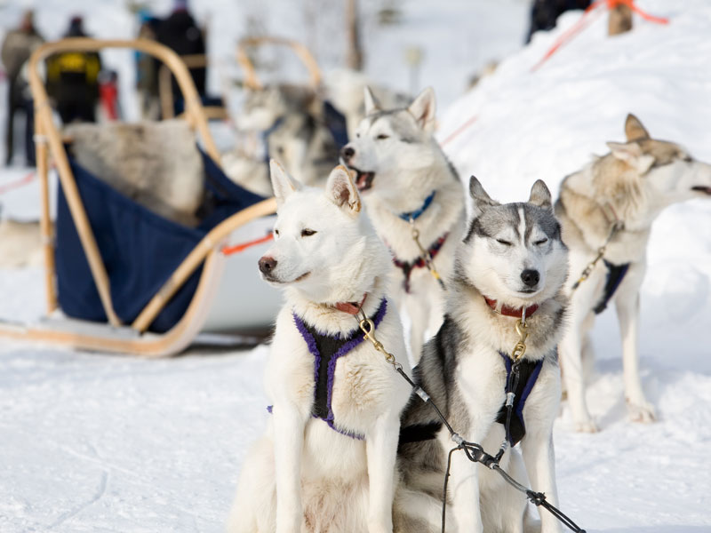 dog sled tours in michigan