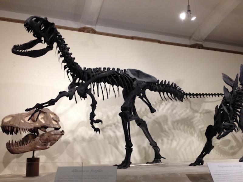 MSU-Museum Dinosaur
